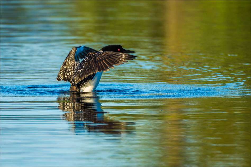 Water off a loon's back - © Christopher Martin-2213