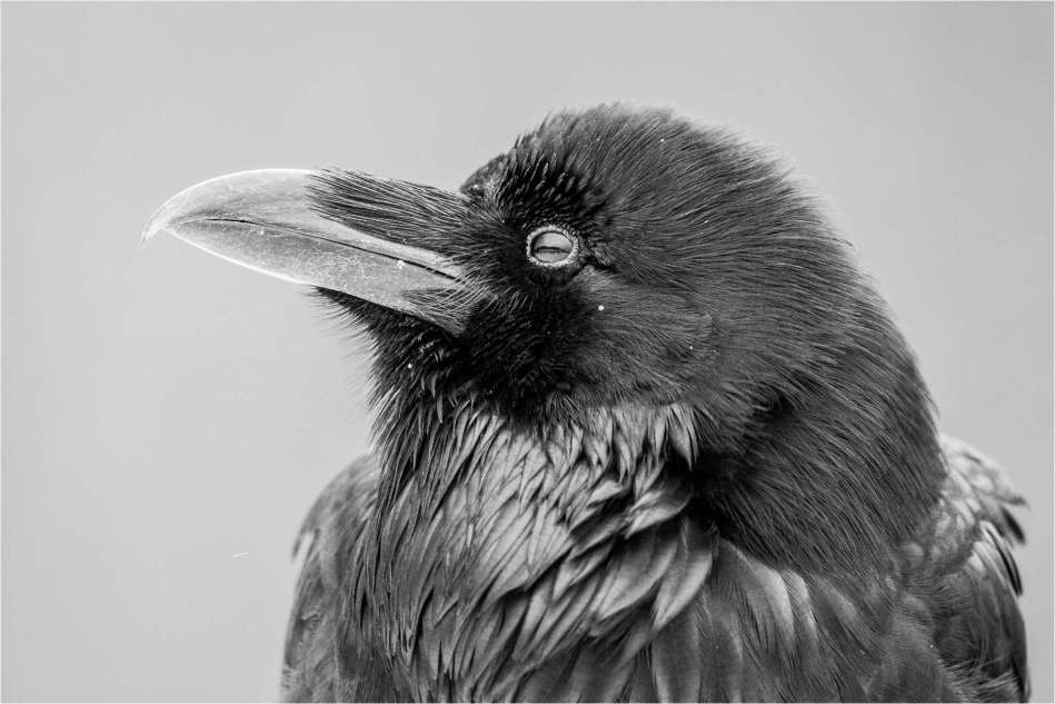 Raven profile - © Christopher Martin-6264