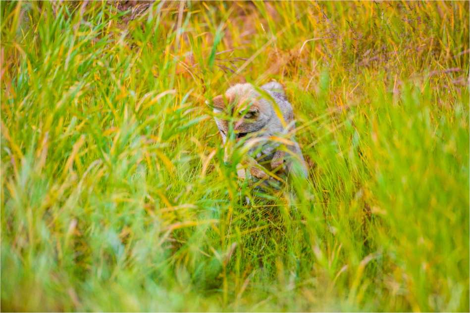 Hunting in the grass - © Christopher Martin-9706