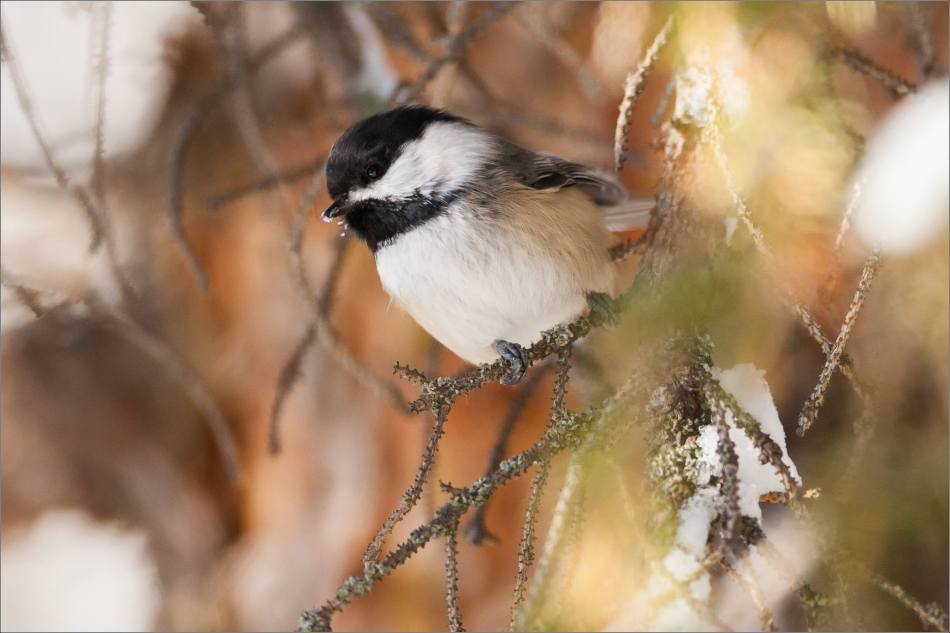 Black-capped Perched - 2013 © Christopher Martin