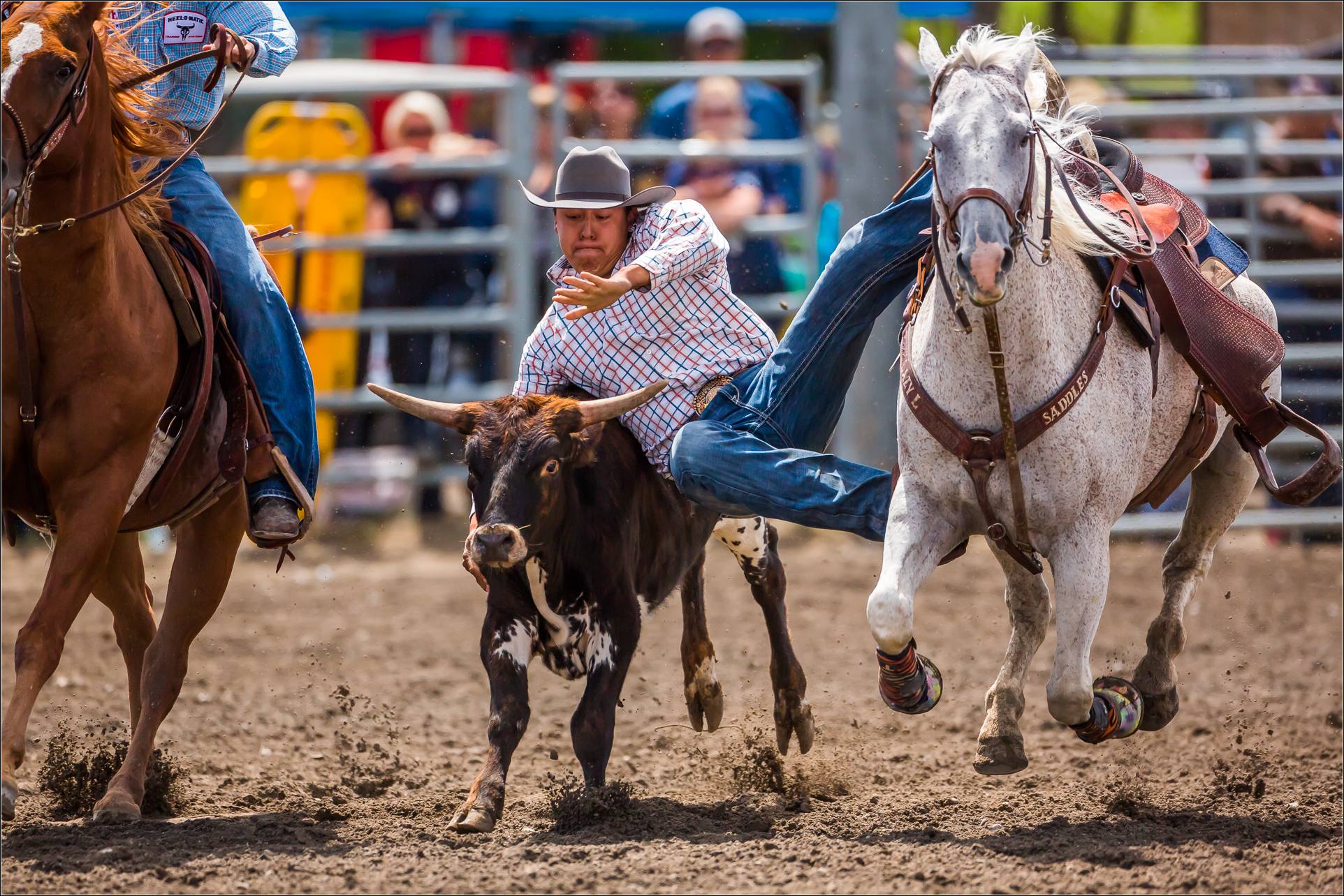 Bulldogging Rodeo Steer wrestling at the Tsuu T’ina rodeo | Christopher Martin Photography