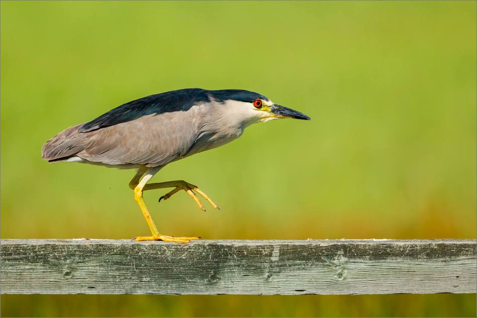 A Black-crowned night heron stalks along a fencepost.