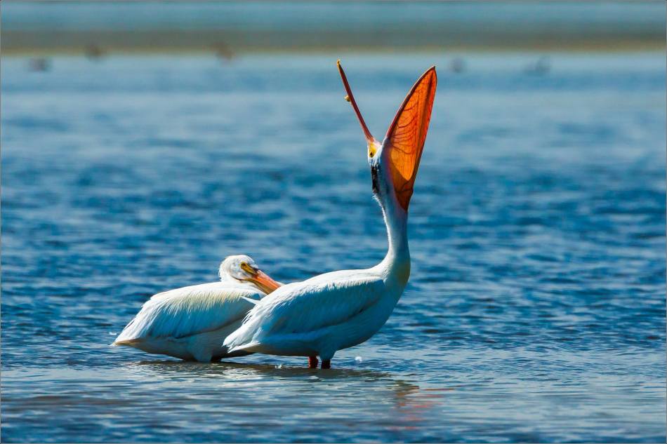 White pelicans at Frank Lake - © Christopher Martin-7668