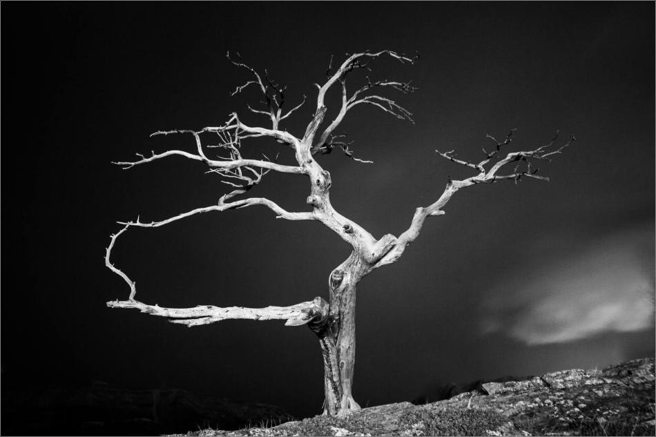 Burris Tree in black and white - © Christopher Martin-0230