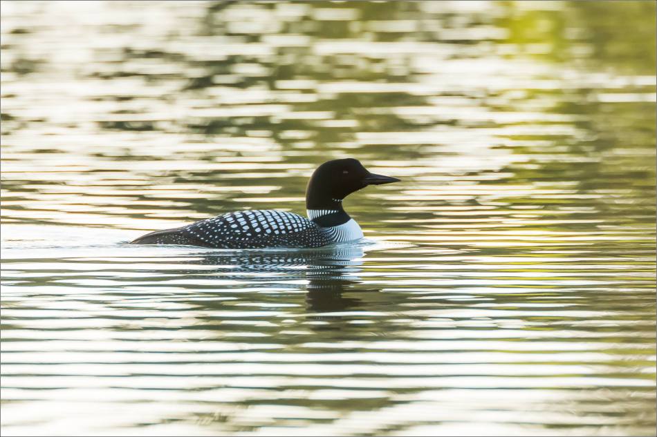 Wild Rose's Common Loons - © Christopher Martin-4587
