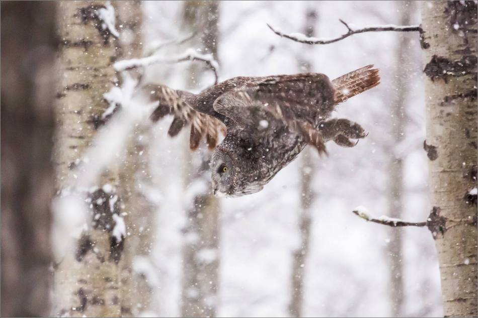 Great gray owl hunting in a snowstorm - © Christopher Martin-4914