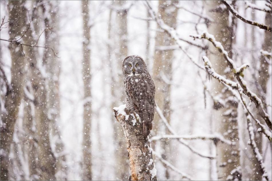 Great gray owl hunting in a snowstorm - © Christopher Martin-4954
