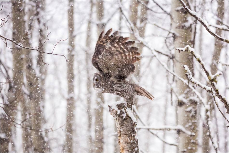 Great gray owl hunting in a snowstorm - © Christopher Martin-4968