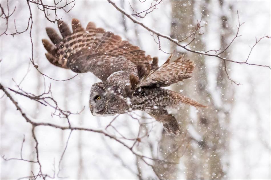 Great gray owl hunting in a snowstorm - © Christopher Martin-4970