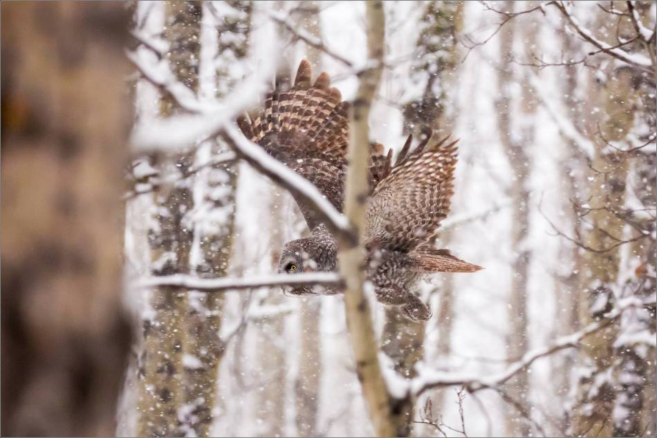 Great gray owl hunting in a snowstorm - © Christopher Martin-4972