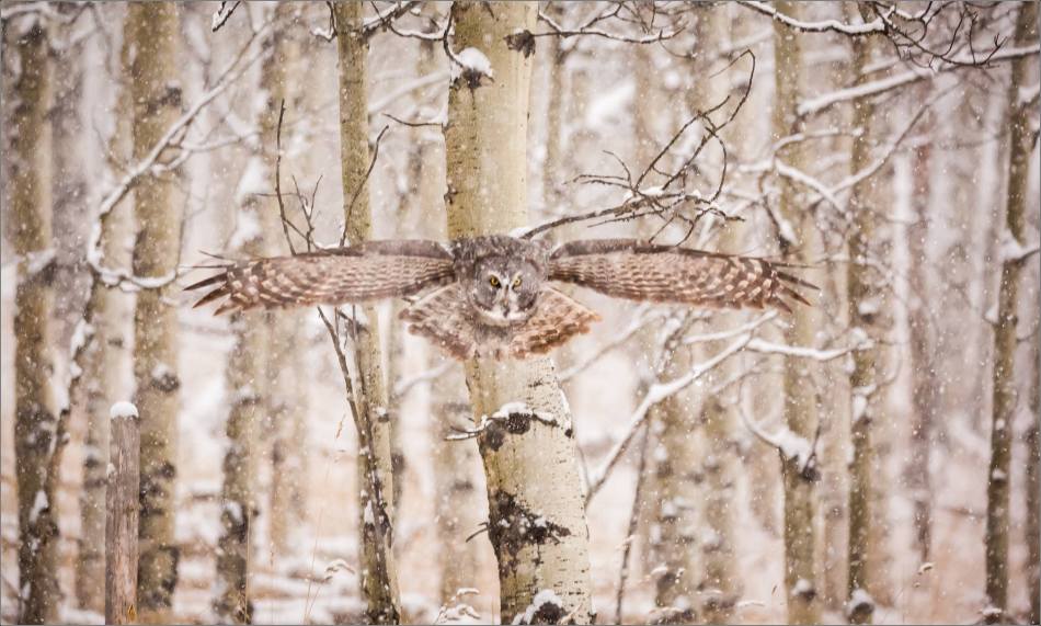 Great gray owl hunting in a snowstorm - © Christopher Martin-5076