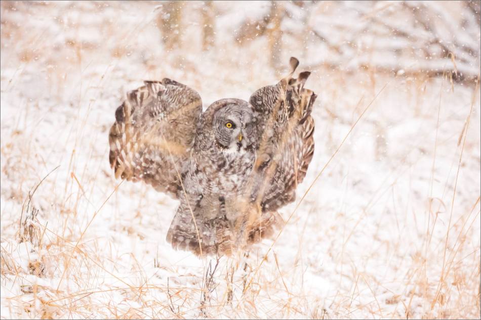 Great gray owl hunting in a snowstorm - © Christopher Martin-5092