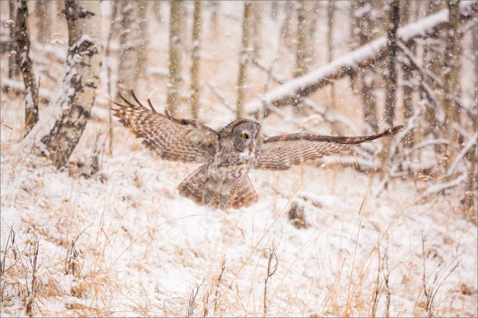 Great gray owl hunting in a snowstorm - © Christopher Martin-5093
