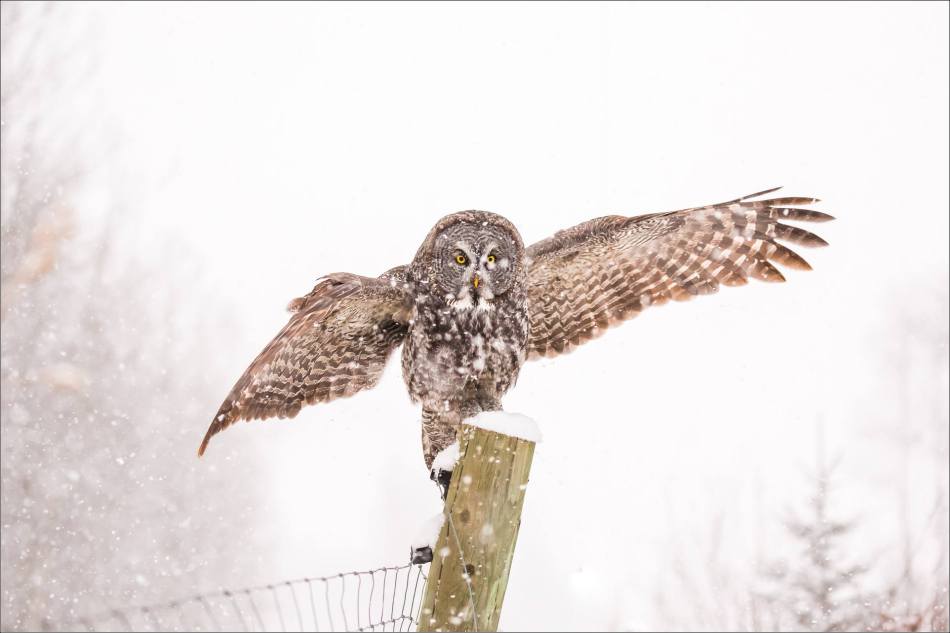 Great gray owl hunting in a snowstorm - © Christopher Martin-5103