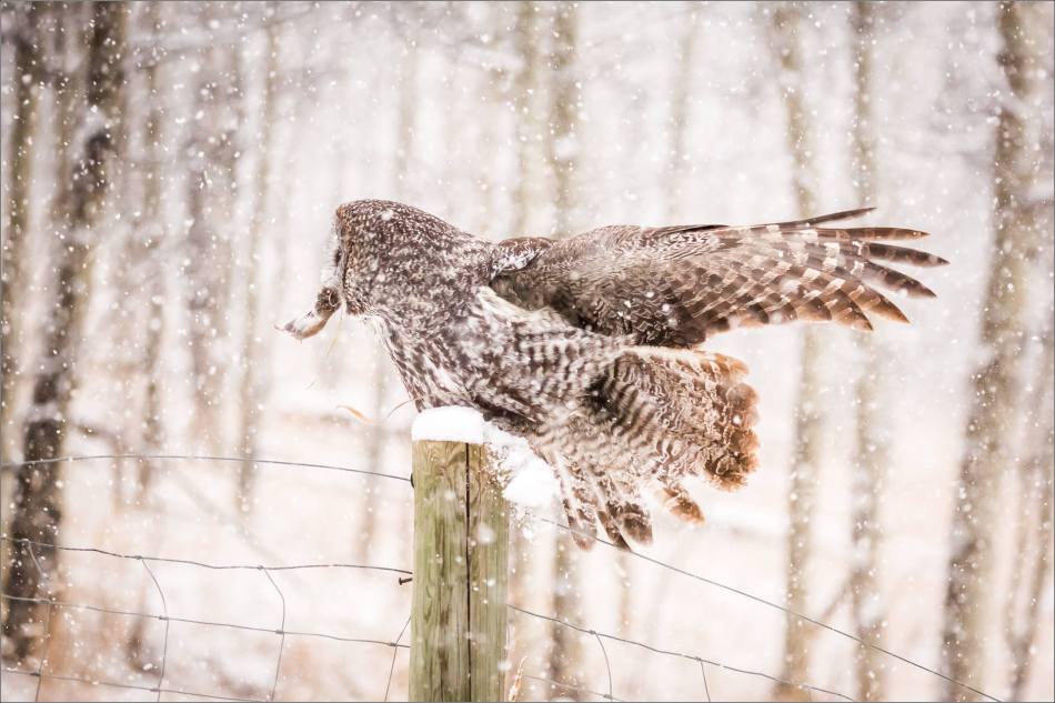 Great gray owl hunting in a snowstorm - © Christopher Martin-5125