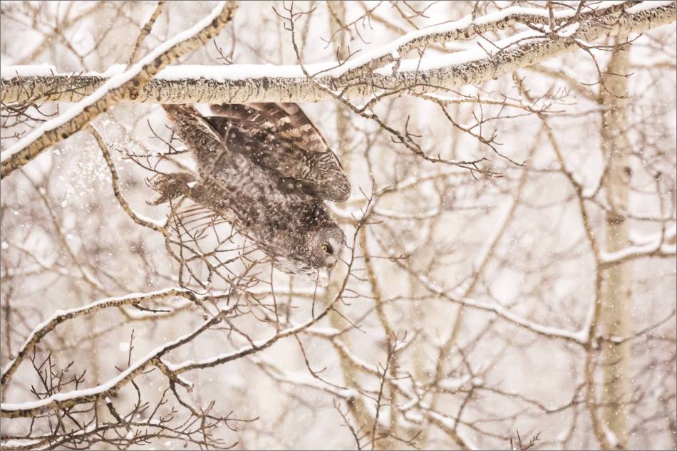 Great gray owl hunting in a snowstorm - © Christopher Martin-5156