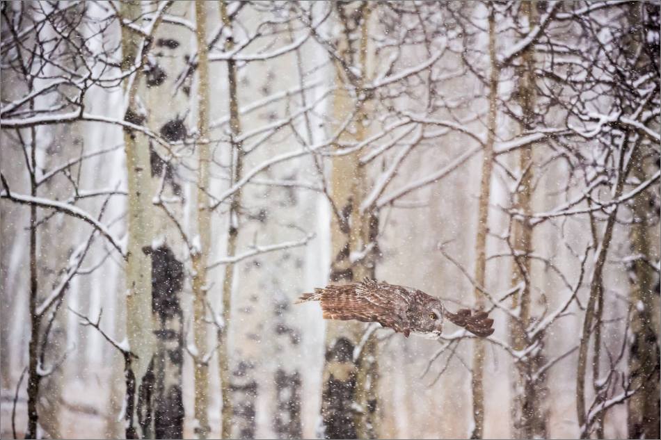 Great gray owl hunting in a snowstorm - © Christopher Martin-5159