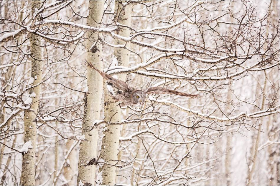 Great gray owl hunting in a snowstorm - © Christopher Martin-5215
