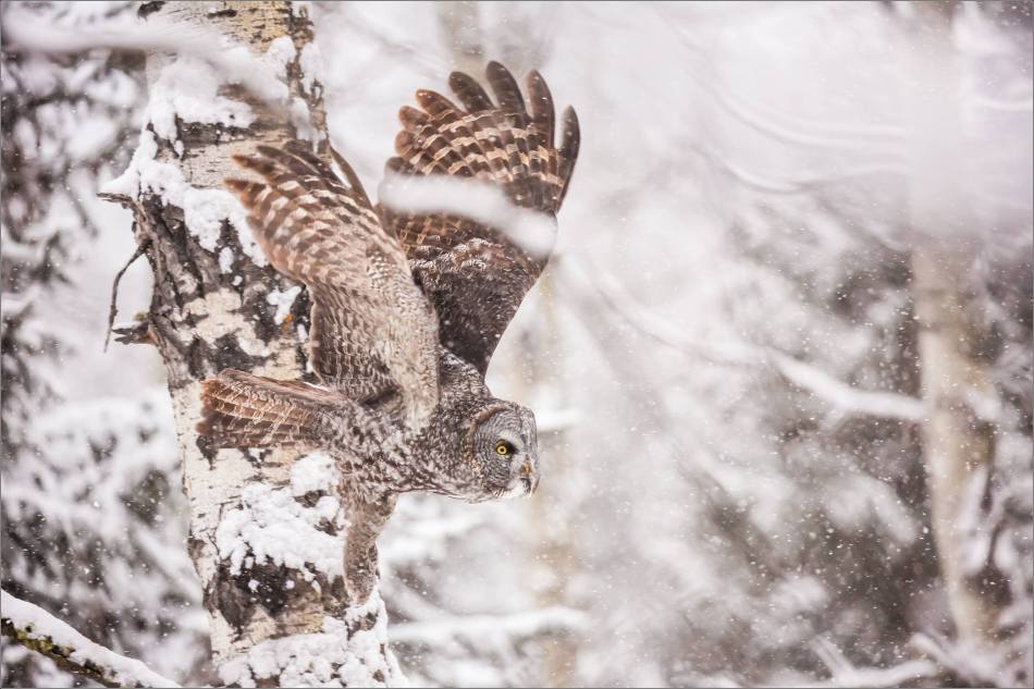 Great gray owl hunting in a snowstorm - © Christopher Martin-5244