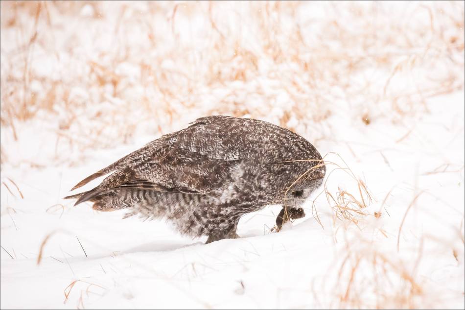 Great gray owl hunting in a snowstorm - © Christopher Martin-5156