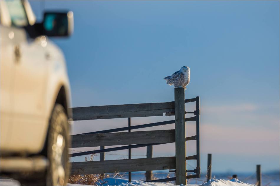a-snowy-owl-perched-christopher-martin-3375