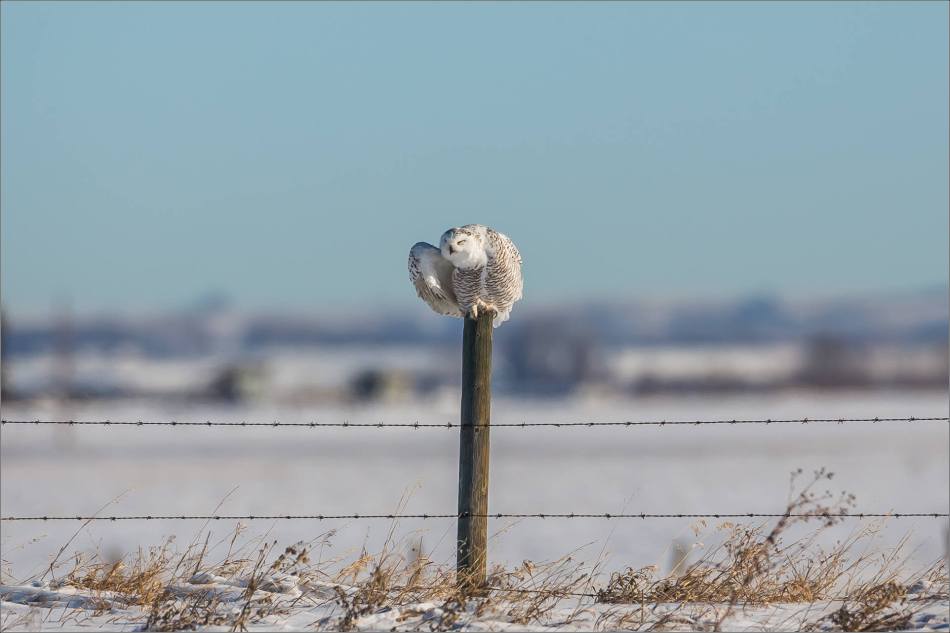 a-snowy-owl-perched-christopher-martin-3562