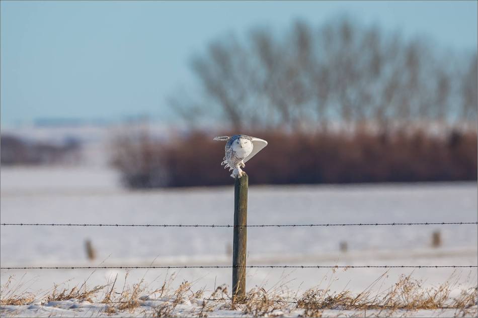 a-snowy-owl-perched-christopher-martin-3675-3