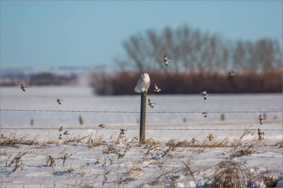 a-snowy-owl-perched-christopher-martin-3706