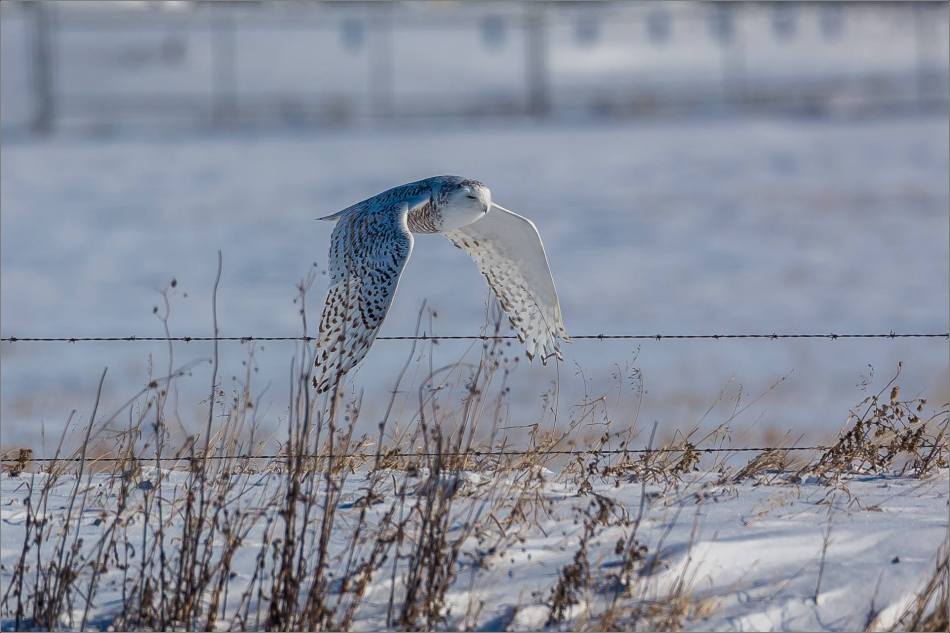 a-snowy-owl-perched-christopher-martin-3742