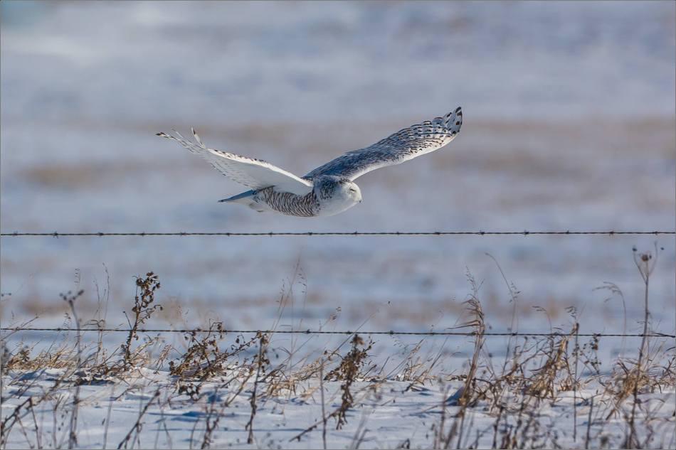 a-snowy-owl-perched-christopher-martin-3748
