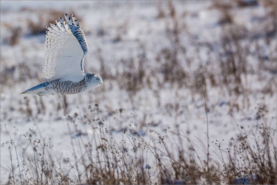 a-snowy-owl-perched-christopher-martin-3770