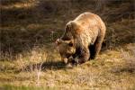 Kananaskis grizzly bear – © Christopher Martin-7060